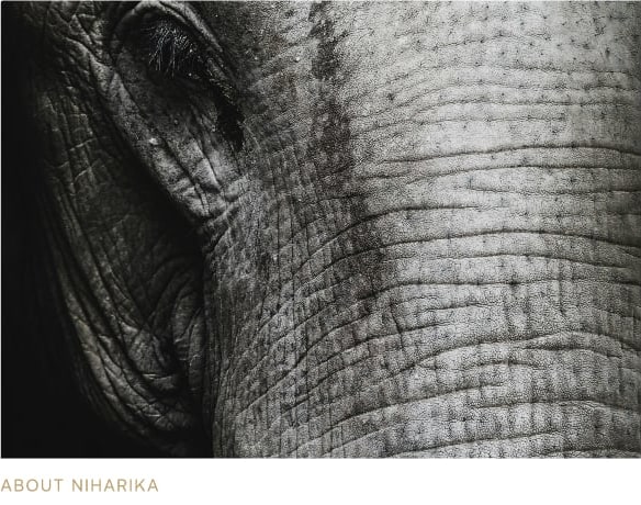 Close-up of textured elephant skin