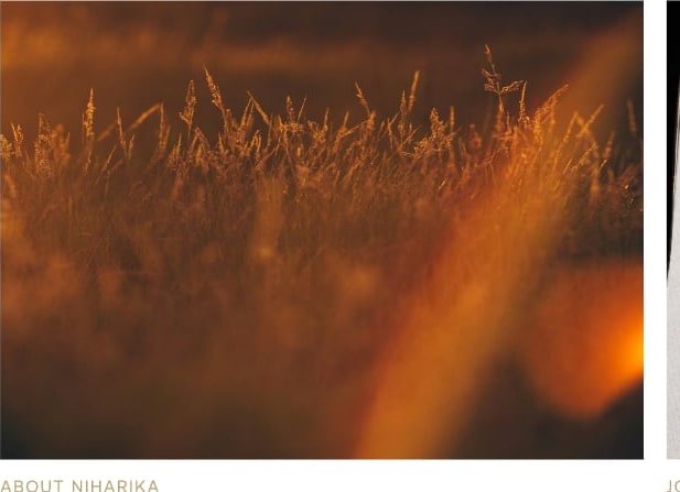 Golden grasses at sunset