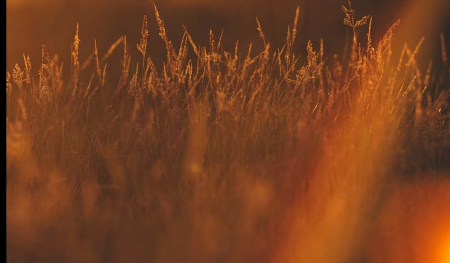 Golden grasses at sunset